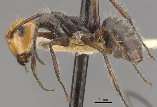 Camponotus urichi - CASENT0910619