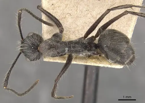 Camponotus urichi - CASENT0910620