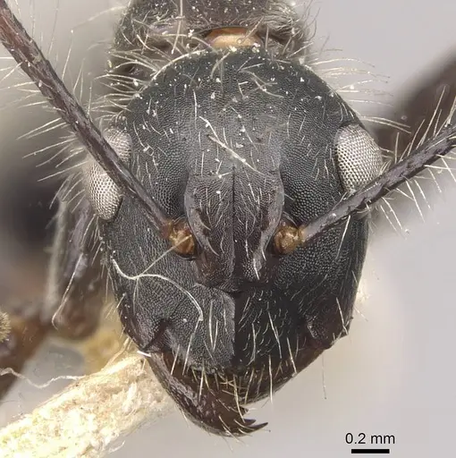 Camponotus urichi - CASENT0910620