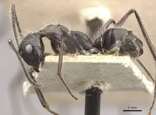 Camponotus urichi - CASENT0910620