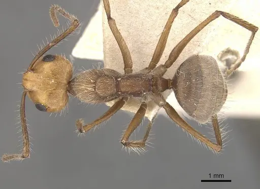 Camponotus urichi - CASENT0910621