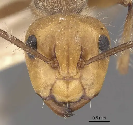 Camponotus urichi - CASENT0910621