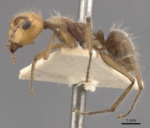 Camponotus urichi - CASENT0910621