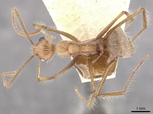 Camponotus urichi - CASENT0910622