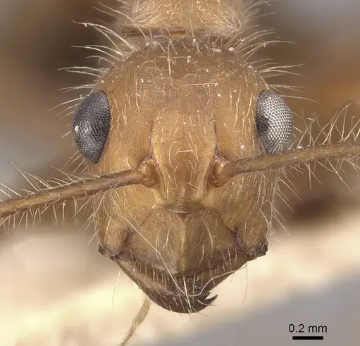 Camponotus urichi - CASENT0910622