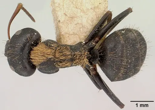 Camponotus ursus specimen