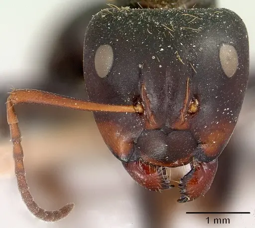 Camponotus ursus specimen