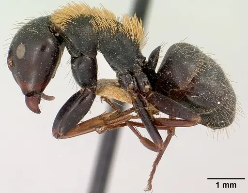 Camponotus ursus specimen