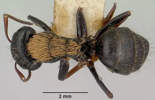 Camponotus ursus - CASENT0101375