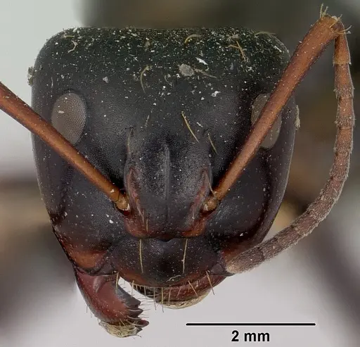 Camponotus ursus - CASENT0101375