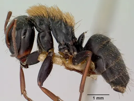 Camponotus ursus - CASENT0101375