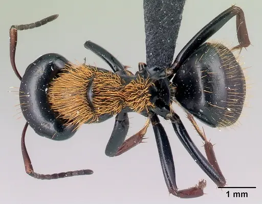 Camponotus ursus - CASENT0123049