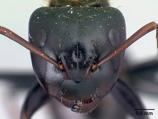 Camponotus ursus - CASENT0123049