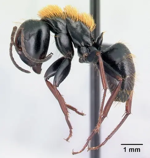 Camponotus ursus - CASENT0123049
