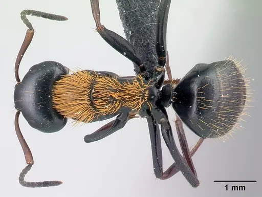 Camponotus ursus - CASENT0217284