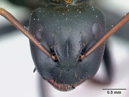 Camponotus ursus - CASENT0217284