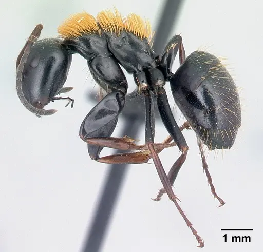 Camponotus ursus - CASENT0217284