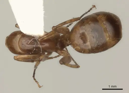 Camponotus ustus specimen