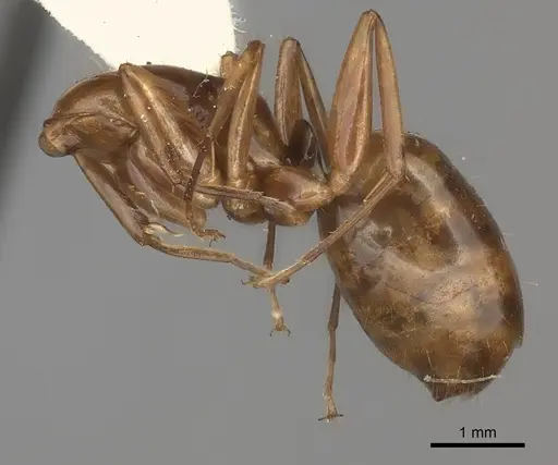 Camponotus ustus specimen