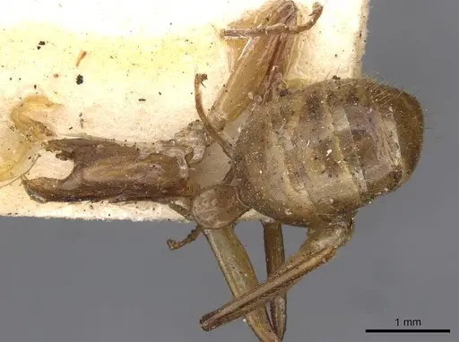 Camponotus ustus - CASENT0910667