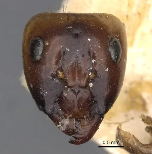 Camponotus ustus - CASENT0910667