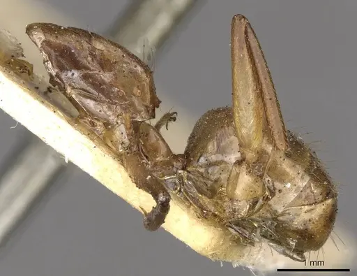 Camponotus ustus - CASENT0910667