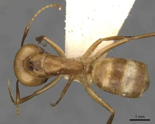 Camponotus ustus - CASENT0910669