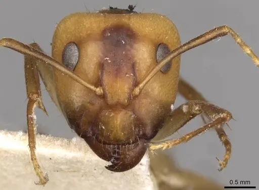 Camponotus ustus - CASENT0910669