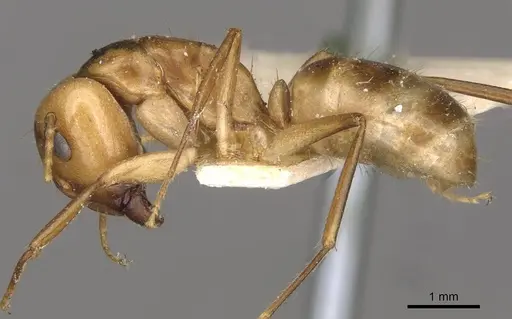 Camponotus ustus - CASENT0910669