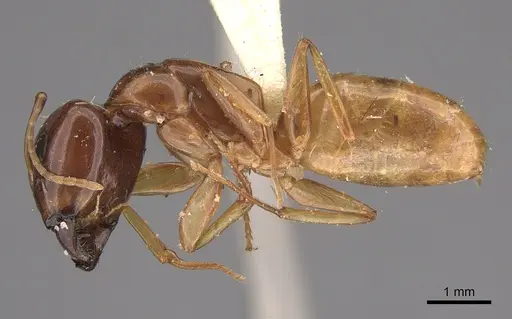 Camponotus ustus - CASENT0923560