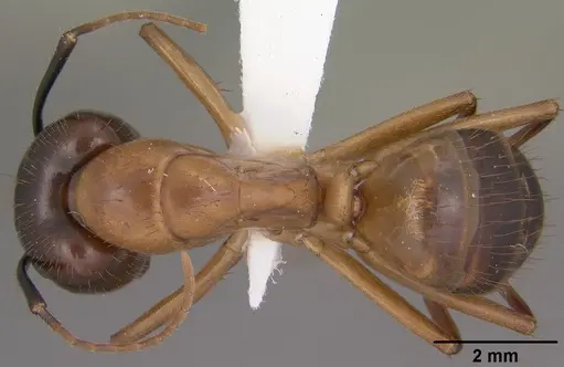 Camponotus vafer specimen