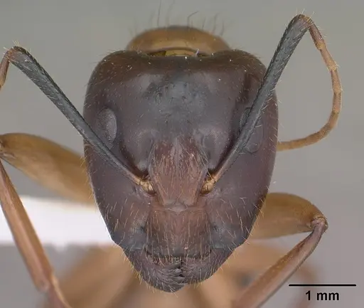 Camponotus vafer specimen