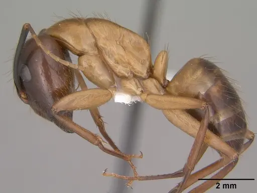 Camponotus vafer specimen