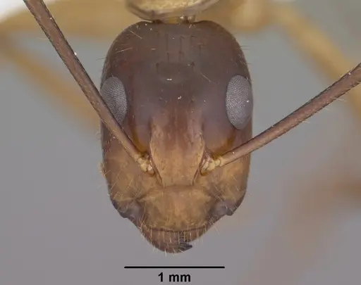 Camponotus vafer - CASENT0102787