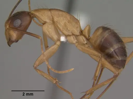 Camponotus vafer - CASENT0102787