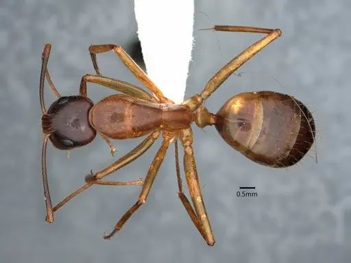 Camponotus vafer - CASENT0220224