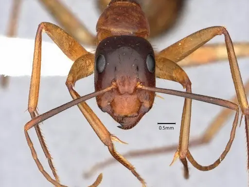 Camponotus vafer - CASENT0220224