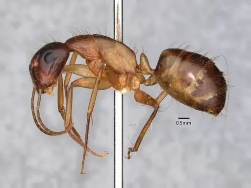 Camponotus vafer - CASENT0220224