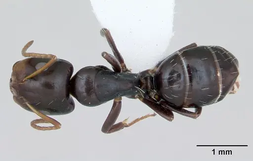 Camponotus vagulus specimen