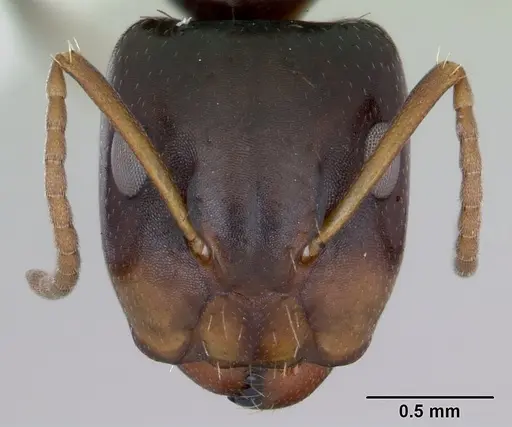 Camponotus vagulus specimen