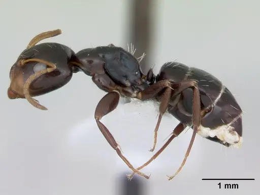 Camponotus vagulus specimen