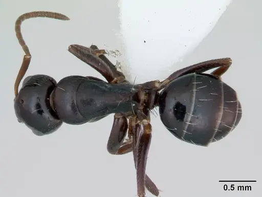 Camponotus vagulus - CASENT0173459