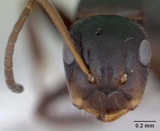 Camponotus vagulus - CASENT0173459