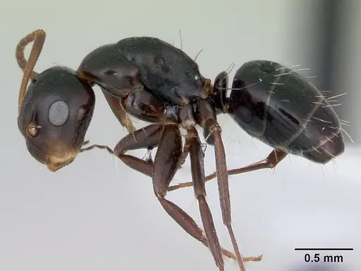 Camponotus vagulus - CASENT0173459