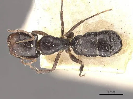 Camponotus vagulus - CASENT0910638
