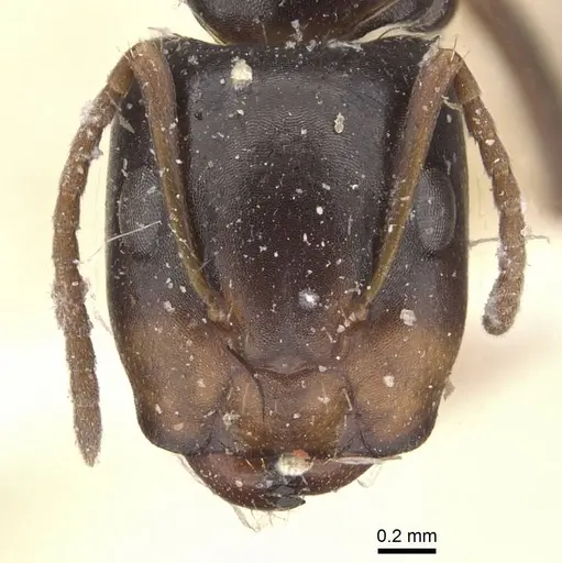 Camponotus vagulus - CASENT0910638