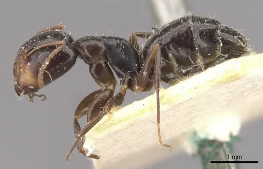 Camponotus vagulus - CASENT0910638
