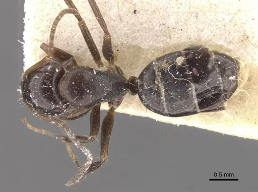Camponotus vagulus - CASENT0910639