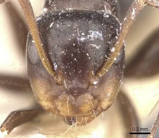 Camponotus vagulus - CASENT0910639