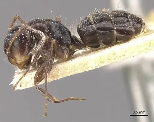 Camponotus vagulus - CASENT0910639